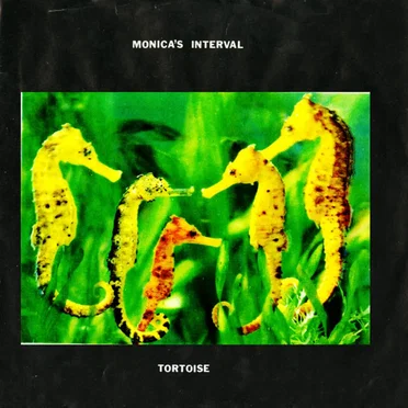 Tortoise