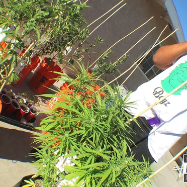 GrowHouse
