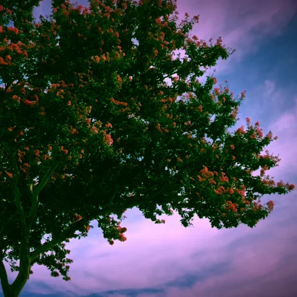 Selfdevelopmentality