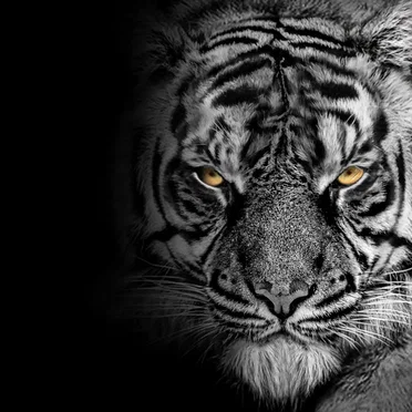 Hunting Poachers