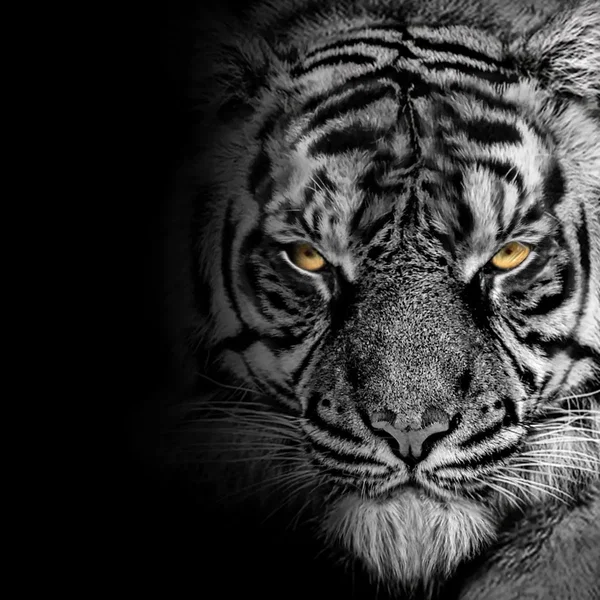 Hunting Poachers