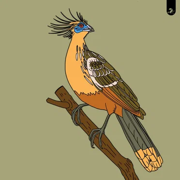 Hoatzin / Turaco