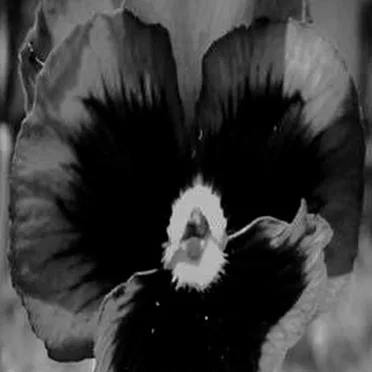 Black Flower
