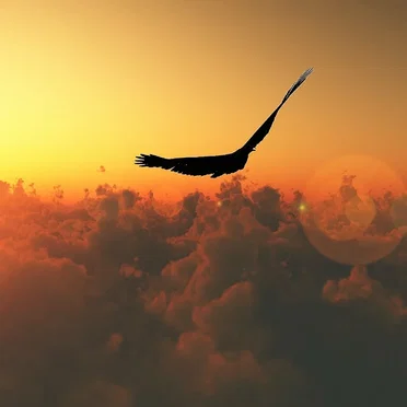Birdsoaring
