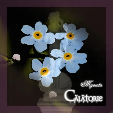 Myosotis