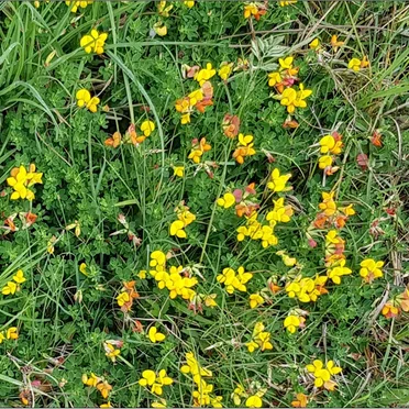Cor Cordium by Níl Fein - album cover