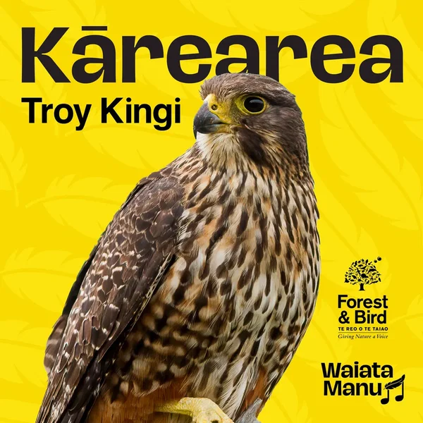 Kārearea