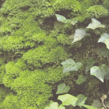 Circulation: The sounds of the moss by Various Artists - album cover
