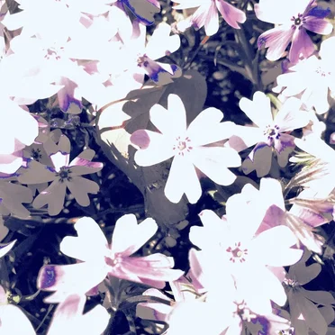 Twinkle Flowers by ๐๐ผ๐๐๐ฒ ๐ผ๐ณ ๐ง๐ฎ๐ฝ๐ฒ๐ - album cover