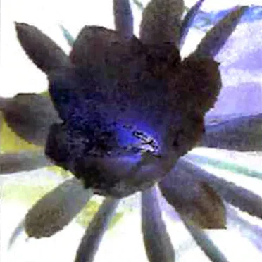 Death Flower by Gebet - album cover