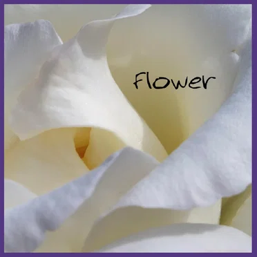 Flower by Dax Flame - album cover