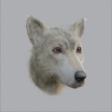 Neolithic Dog by Shjrunken Heads - album cover