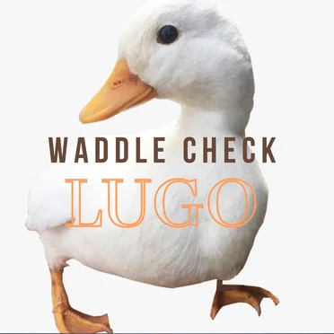 Waddle Check