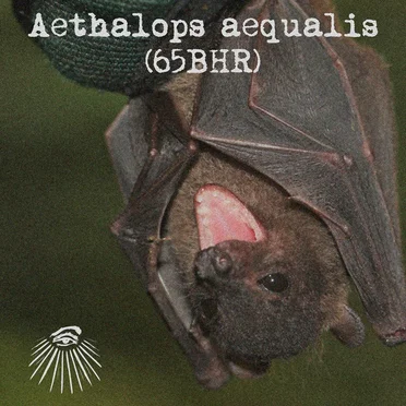 Aethalops aequalis