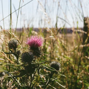 Field Recordings (From a Field)