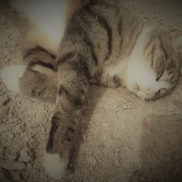 Psycats Epic Journey