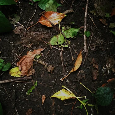 Ground