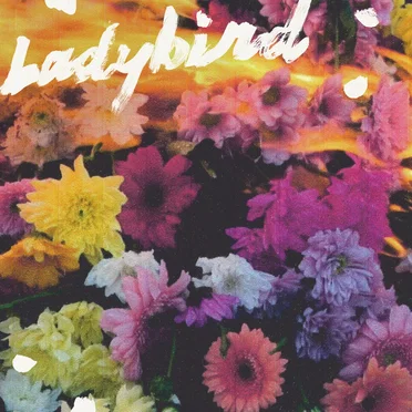 Ladybird by NewDad - album cover
