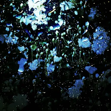 (Glass)Hydrangea