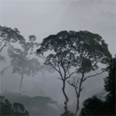Musictrade Field Recordings, Volume II: From Borneo 2009 by Frags - album cover