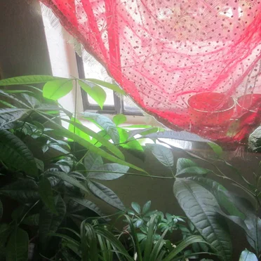 Quiet Apartment With the Window Open on an Overcast Day