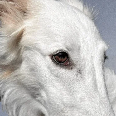 Tame a Hound