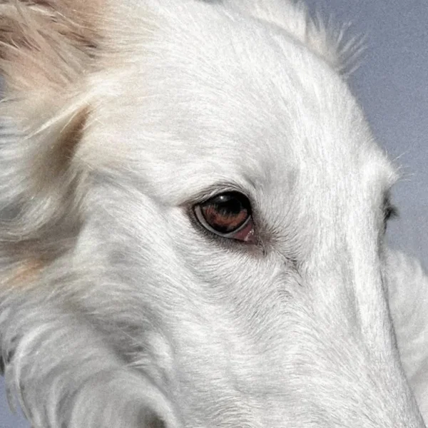 Tame a Hound