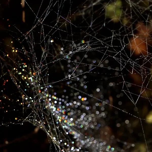 Strings