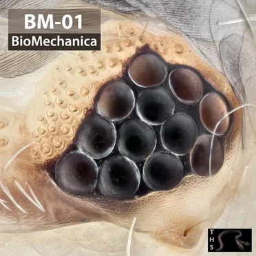 BM01 by BioMechanica - album cover