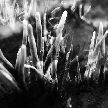 The Sky Below and the Earth Above