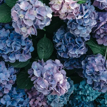 Hydrangea