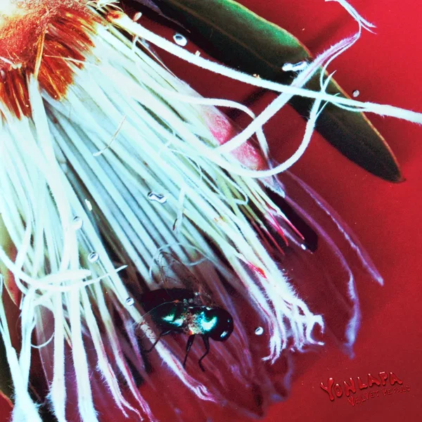 Velvet Petals
