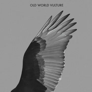 Old World Vulture