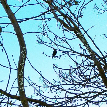 …Nails Down a Blackbird by The Black Maria Memorial Fund - album cover