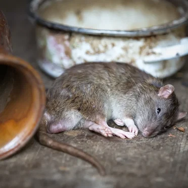 Whenever the Pain of Forced Separation Hits Us Blind, We Become Helpless Like Rats in a Clean Kitchen