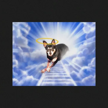 Walk The Dog / Preferences by Courtesy - album cover