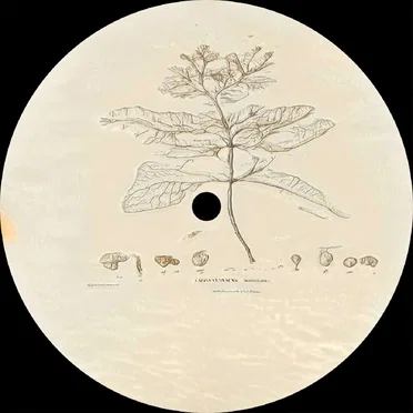 Id Sar EP by Never Alone in a Dark Room - album cover