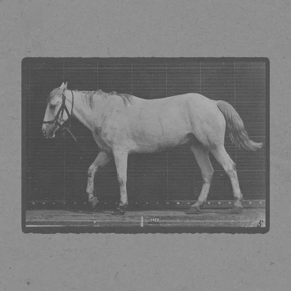 Bob Walking Free With Ossification of Cartilage in Right Front Hoof
