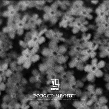 Forget‐me‐not