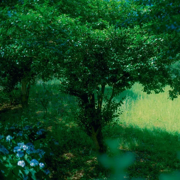 Lost forest