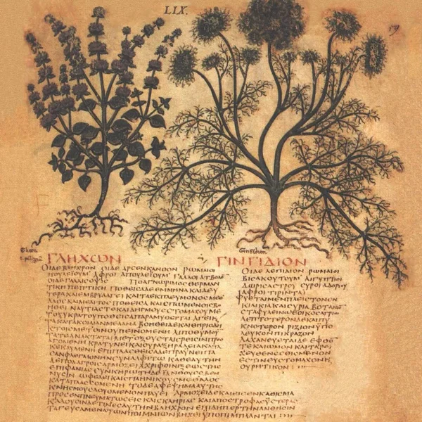 Erbario
