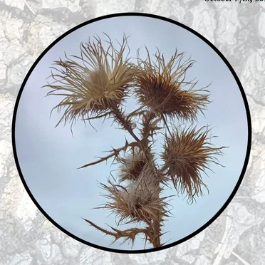 Moonlit Missive #109: 'An October Garden'