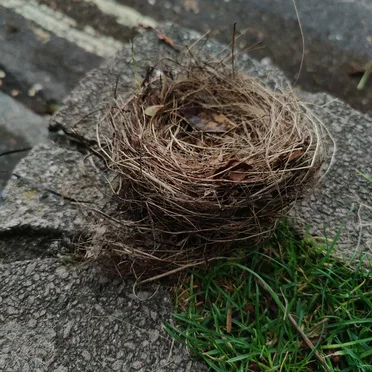 Fallen Nest