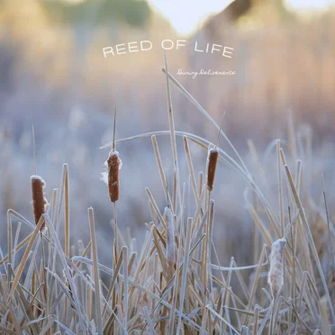 Reed Of Life