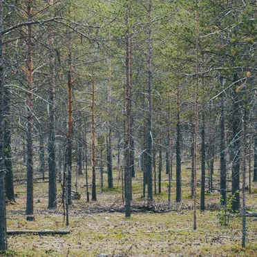 Skov by Midnat - album cover