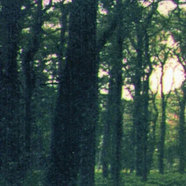 Dysterwald by Dysterwald - album cover