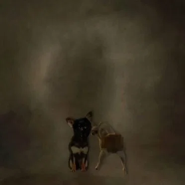 CHIHUAHUA ONE