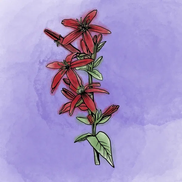 Pecking Stars
