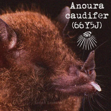 Anoura caudifer