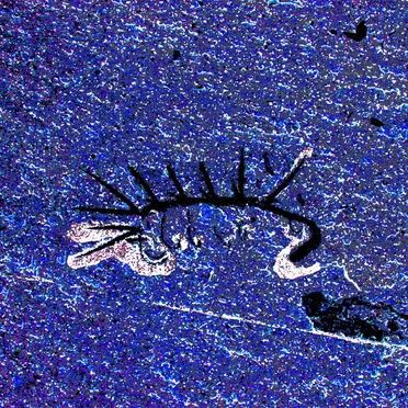 Hallucigenia by Cambriazoa - album cover